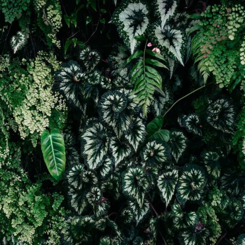 Pilttapeet "Deep Green 2"