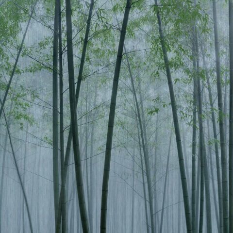 Pilttapeet "In The Bamboo 2"