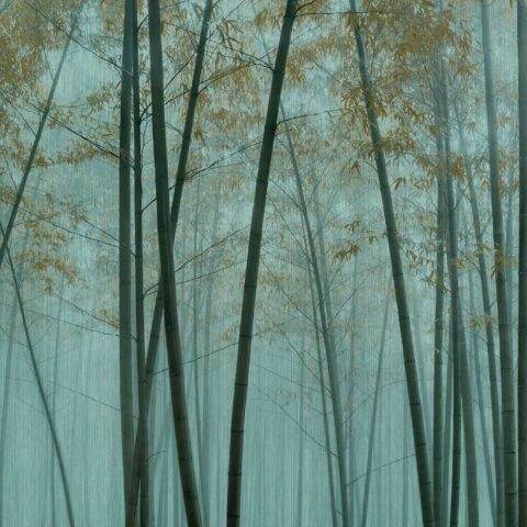 Pilttapeet "In The Bamboo 3"